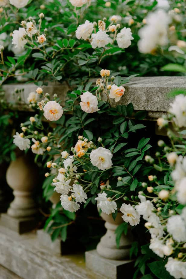 Botanic Garden in Glencoe wedding venue