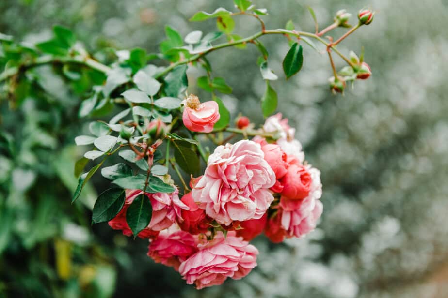 Chicago Botanic garden as a weddong venue