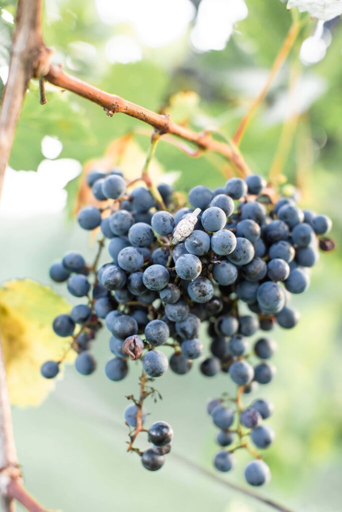 engagement ring on the grape vines